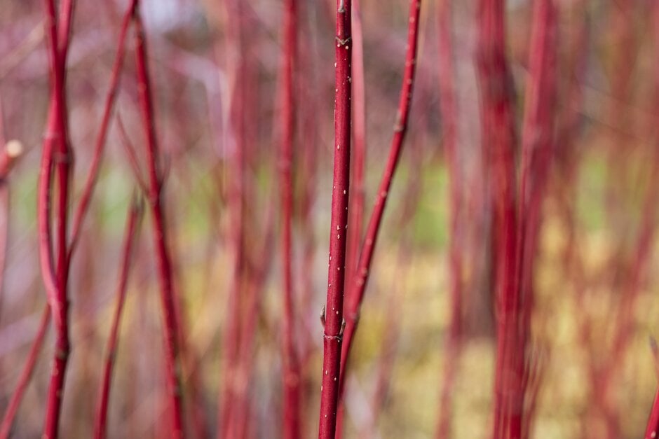 red osier dogwood 'Baileyi'