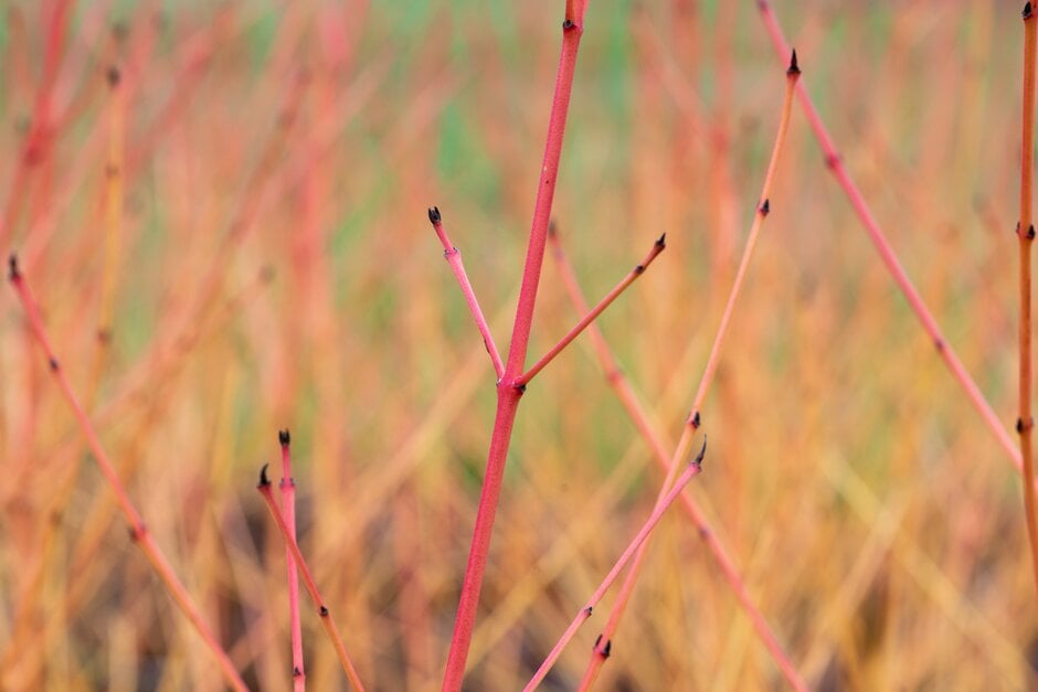 dogwood 'Magic Flame'
