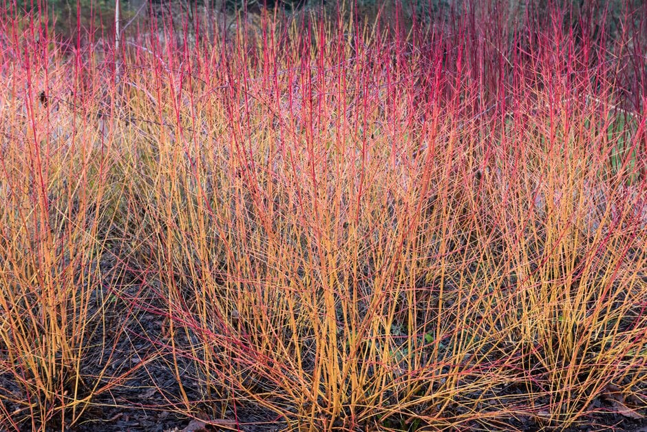 dogwood 'Midwinter Fire'
