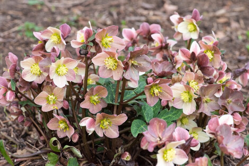 hellebore [HGC Merlin]