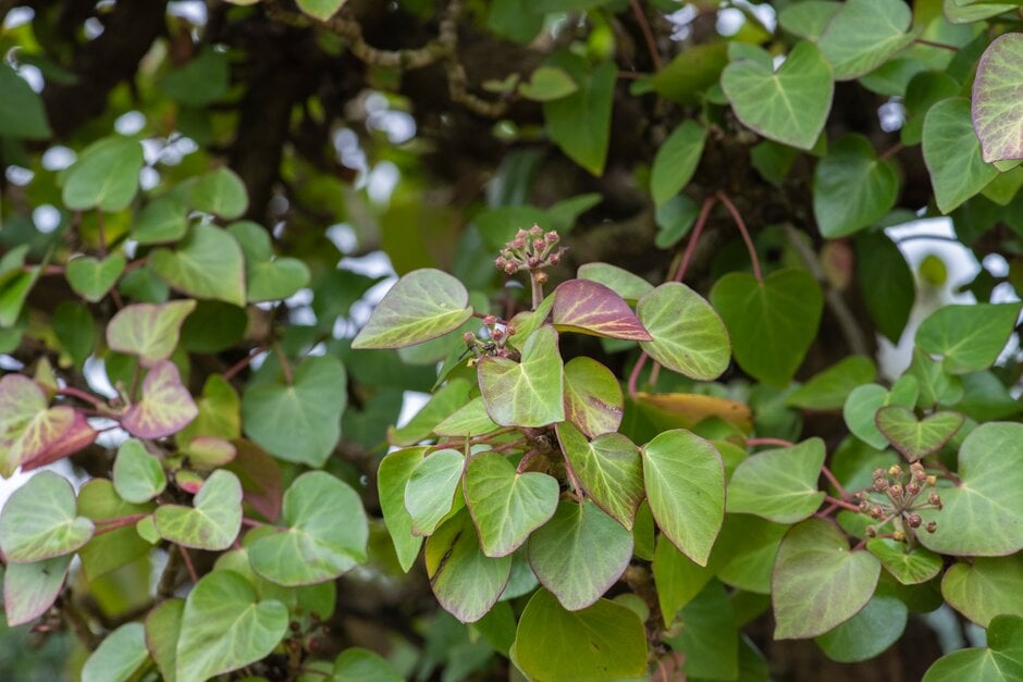 shield ivy