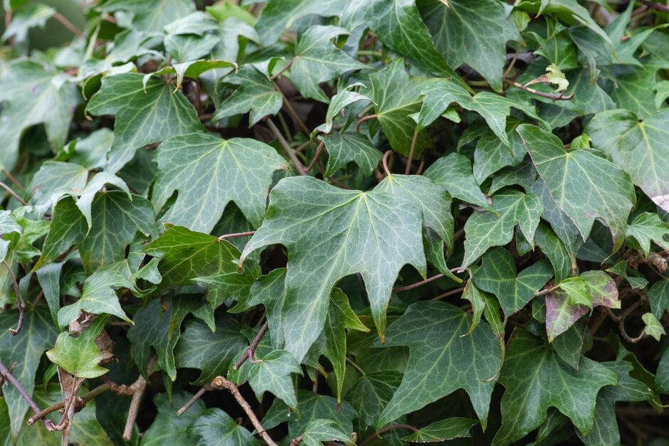 ivy 'Apple Green'