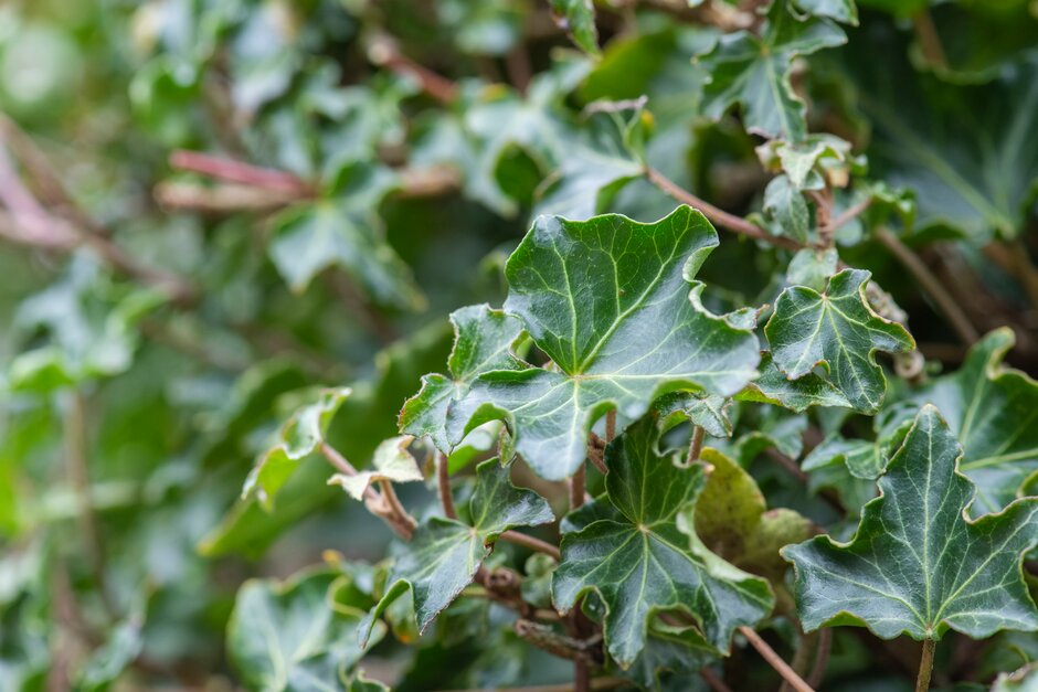 ivy 'Ivalace'