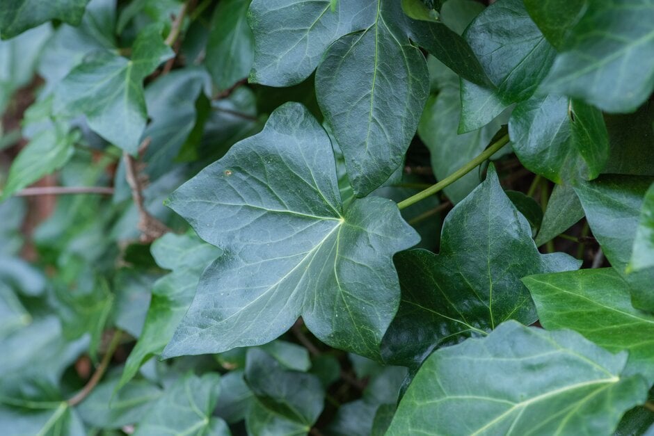 Hedera maroccana &Spanish Canary& | Moroccan ivy &Spanish Canary ...