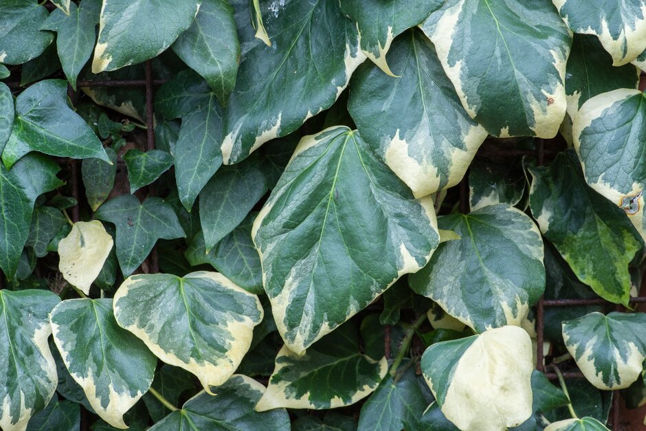 ivy 'Dentata Variegata'