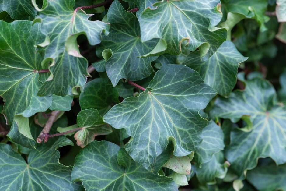 ivy 'Dead Again'