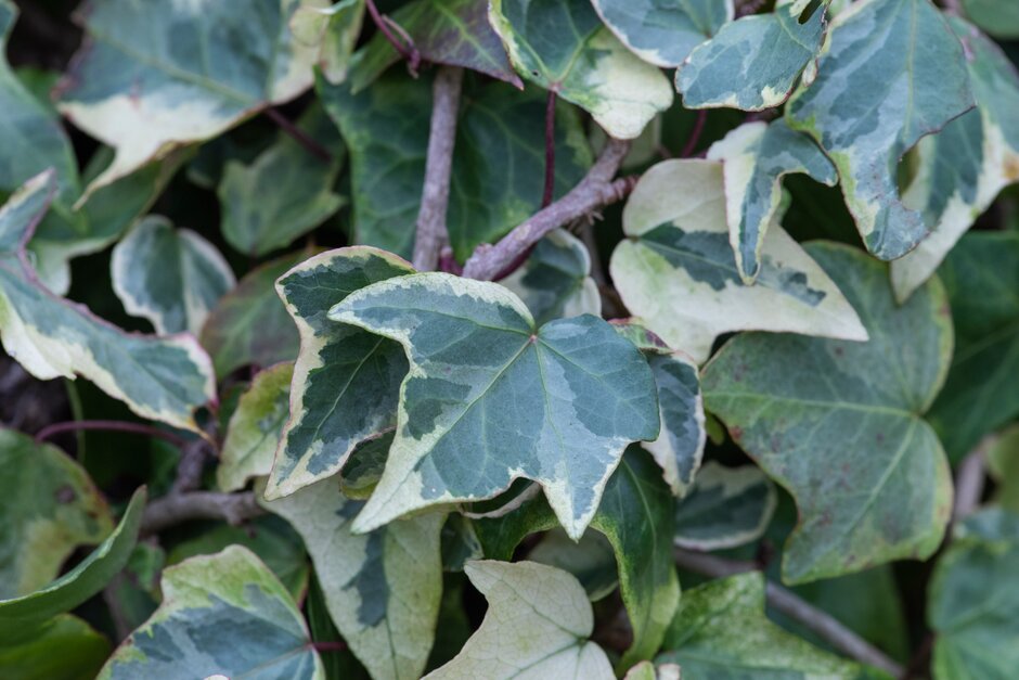 ivy 'Chicago Variegated'