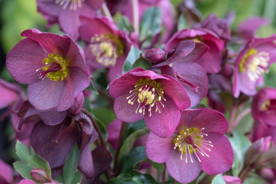 hellebore [HGC Ice N' Roses Red]