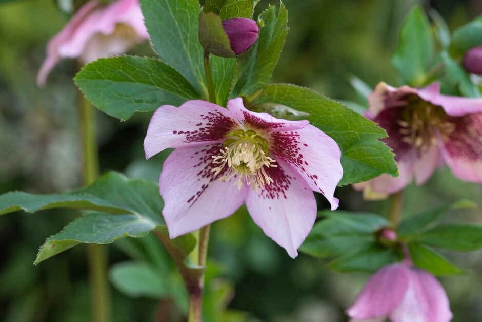 hellebore Harvington pink speckled