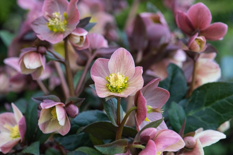 hellebore [HGC Merlin]