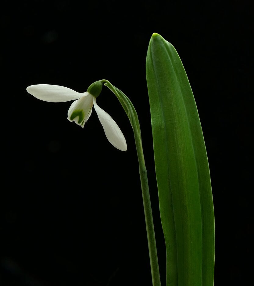 snowdrop 'Warham'