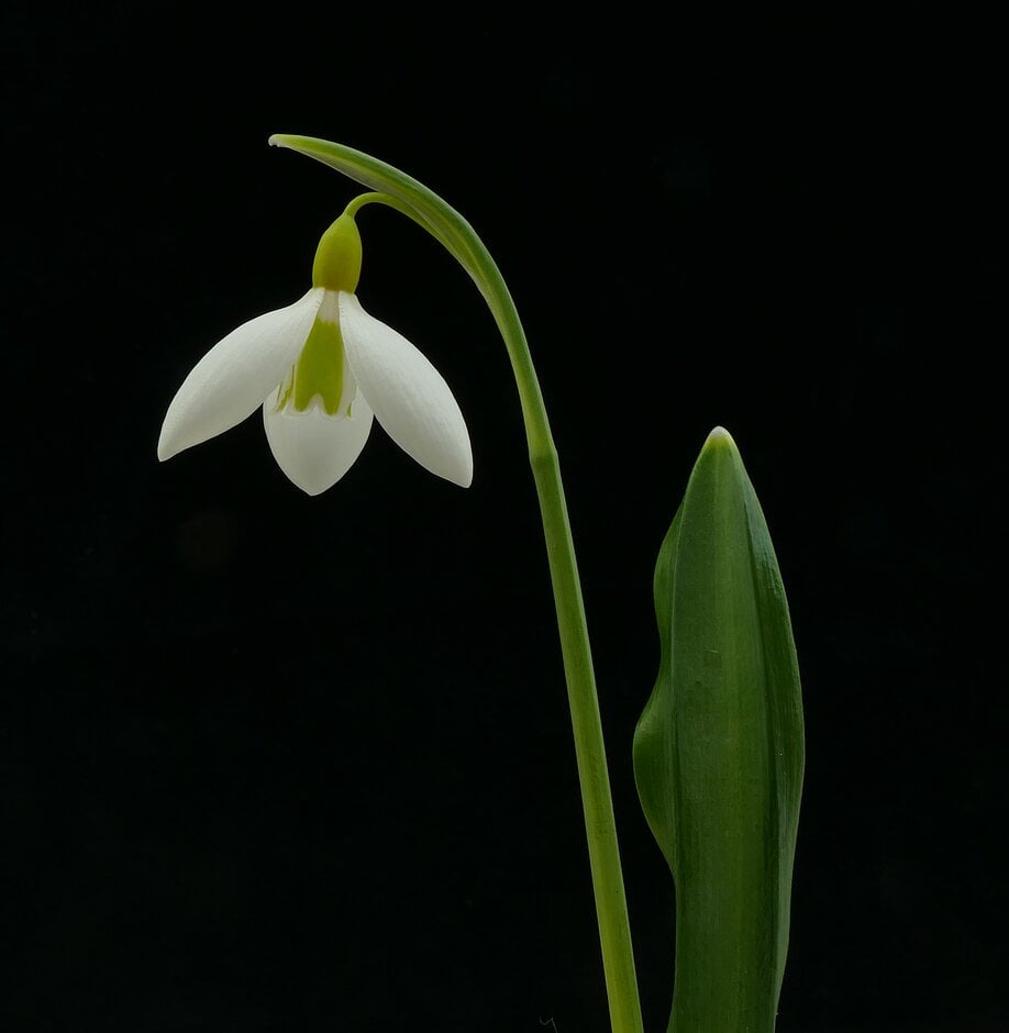 snowdrop 'Wendy's Gold'