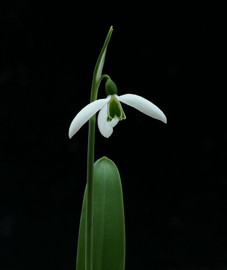 greater snowdrop 'Yvonne Hay'