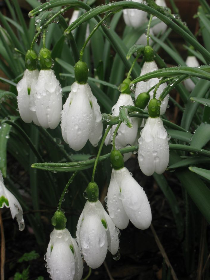 snowdrop 'Magnet'