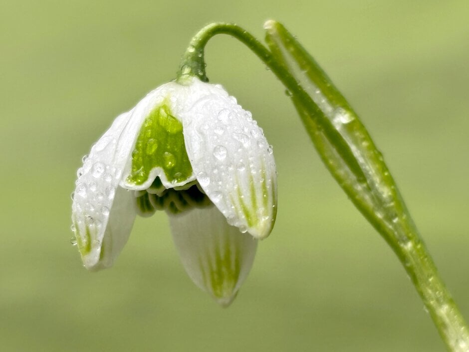 snowdrop 'Ophelia'