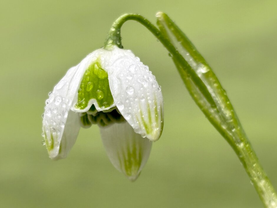snowdrop 'Ophelia'