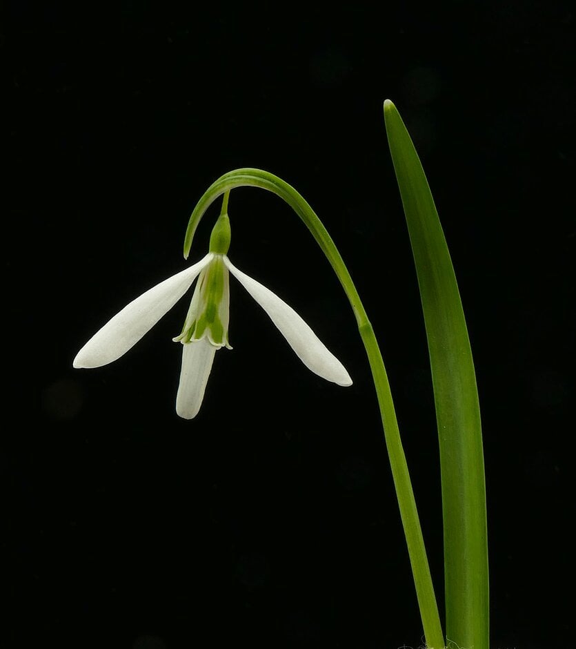 snowdrop 'Wasp'
