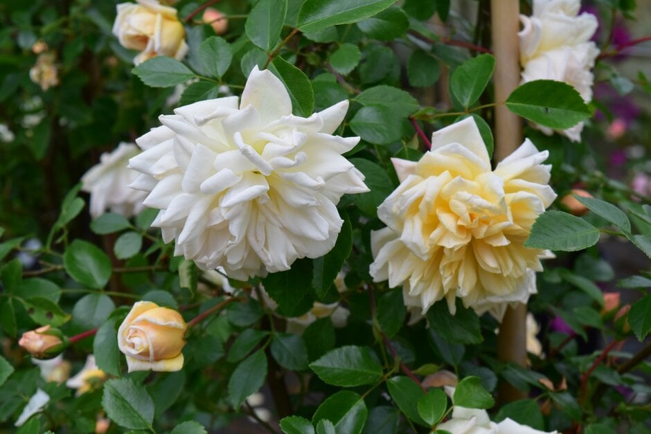 rose 'Gardenia'