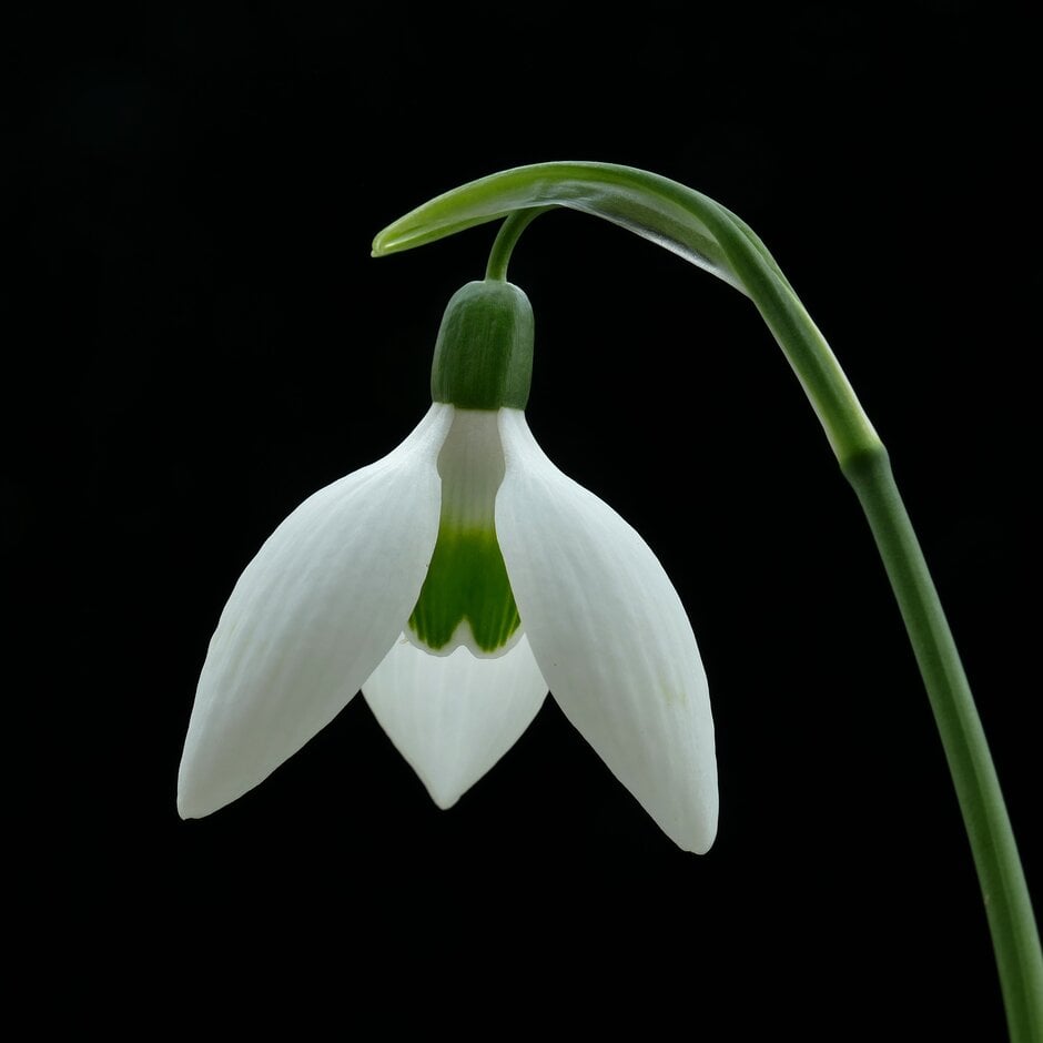 greater snowdrop 'Remember, Remember'