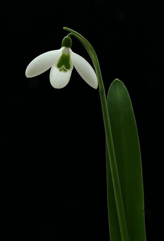 <i>Galanthus</i> <i>elwesii</i> large-flowered