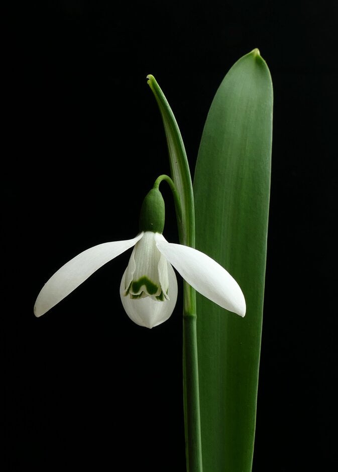 one-spotted Elwes's snowdrop
