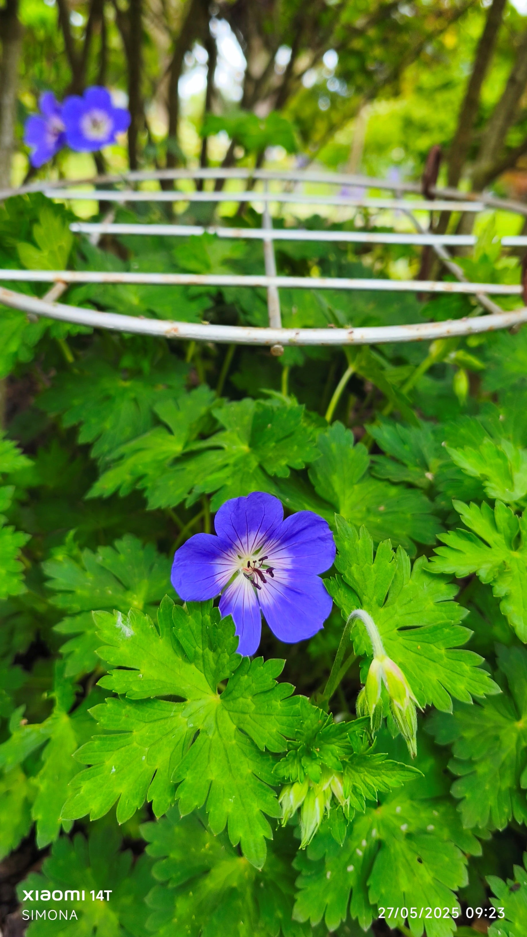 cranesbill [Bloom Me Away]