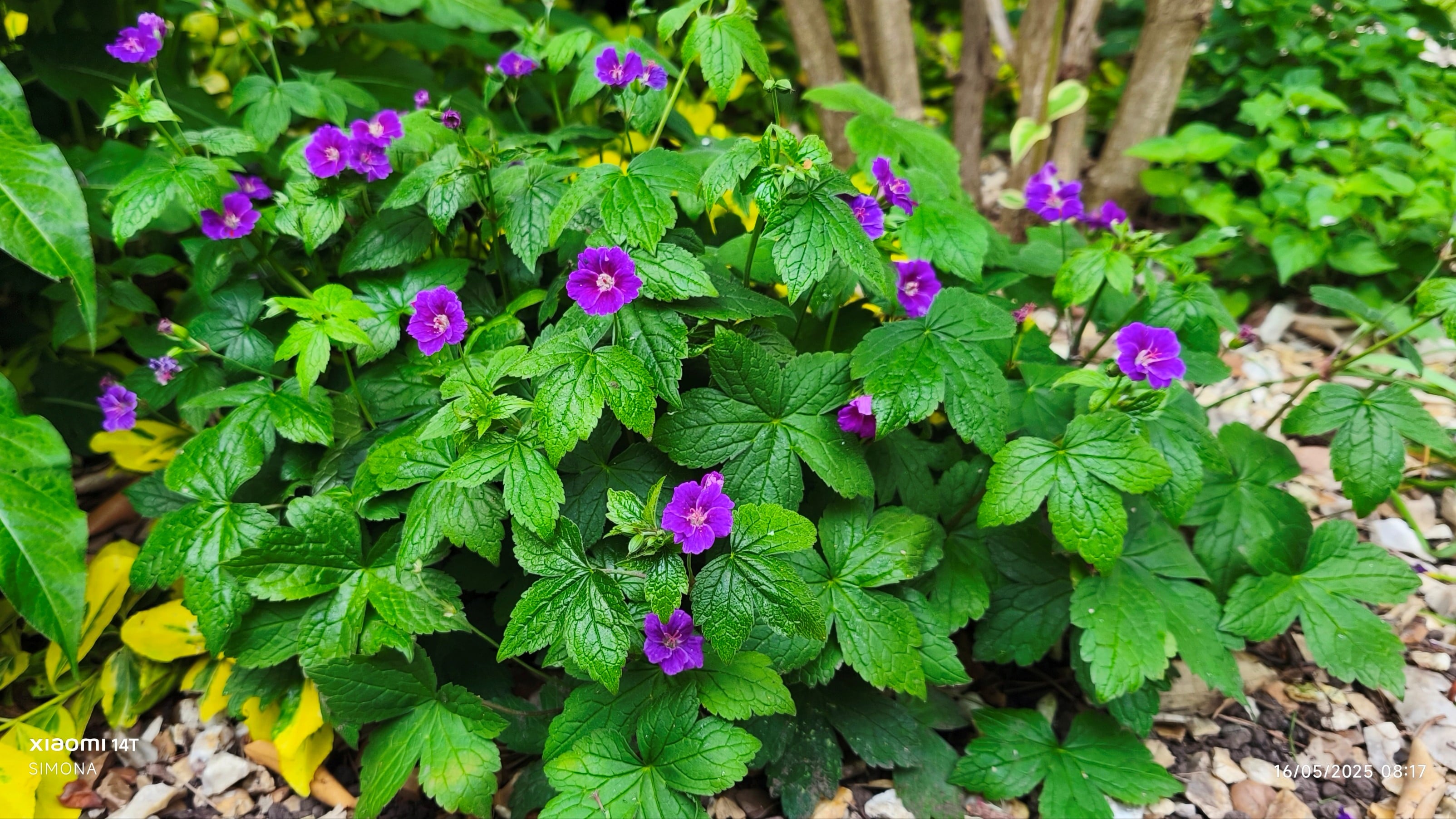 <em>Geranium</em> <em>nodosum</em> 'Fielding's Folly'