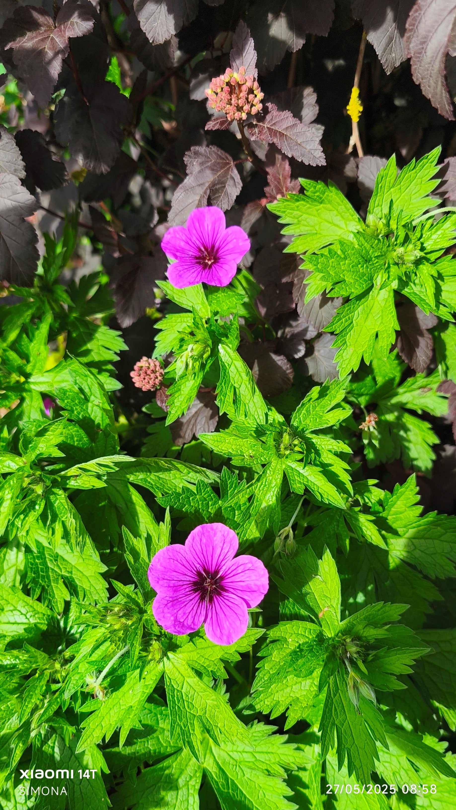 cranesbill 'JS Matu Vu'