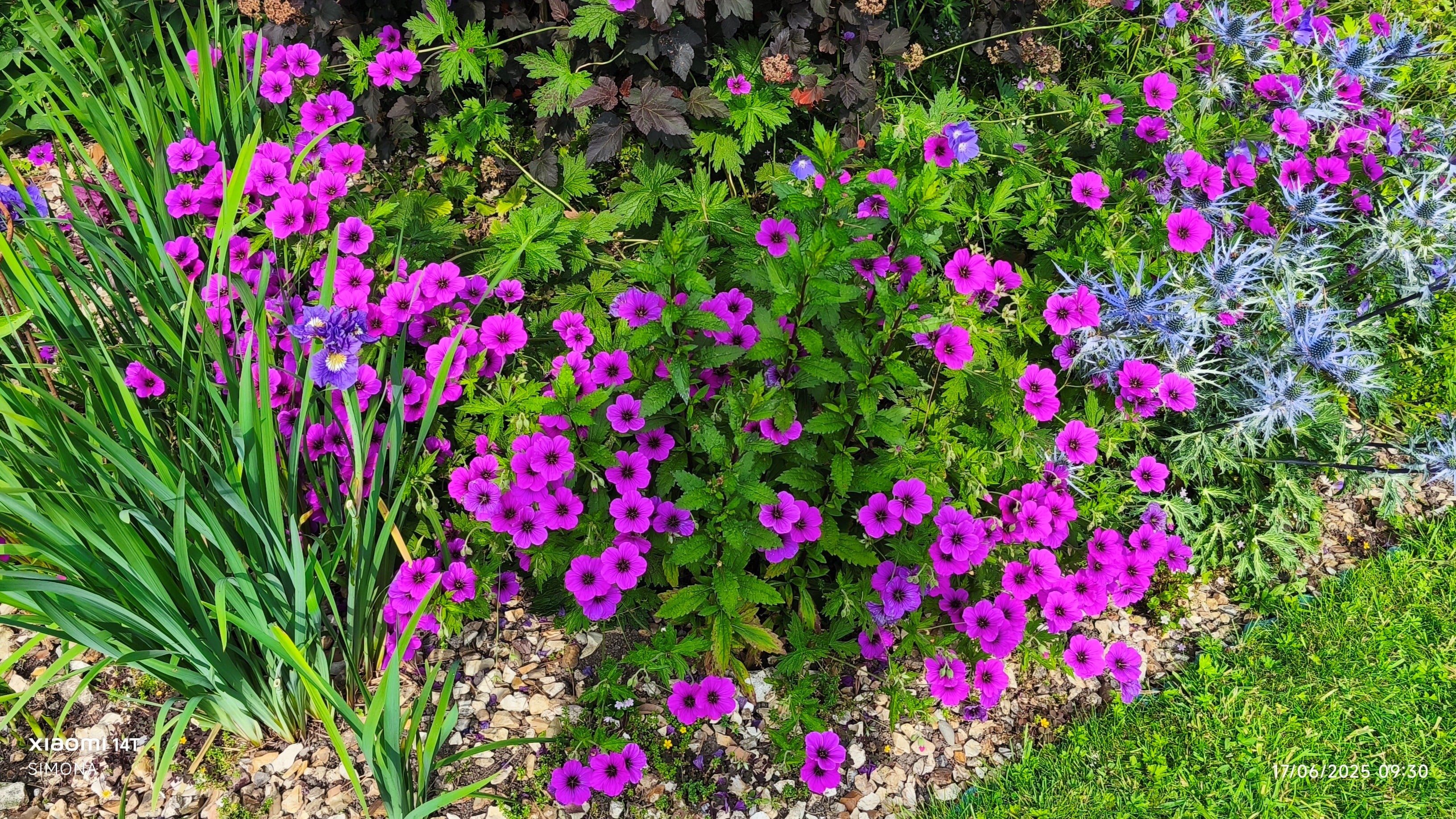 cranesbill 'JS Matu Vu'