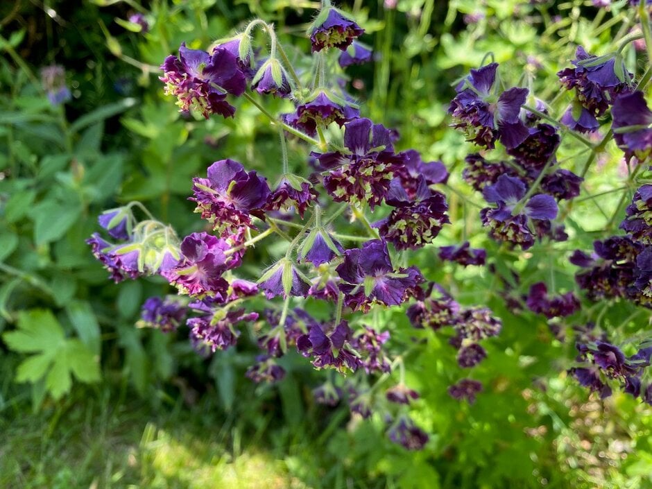 dusky cranesbill 'Joseph Green'
