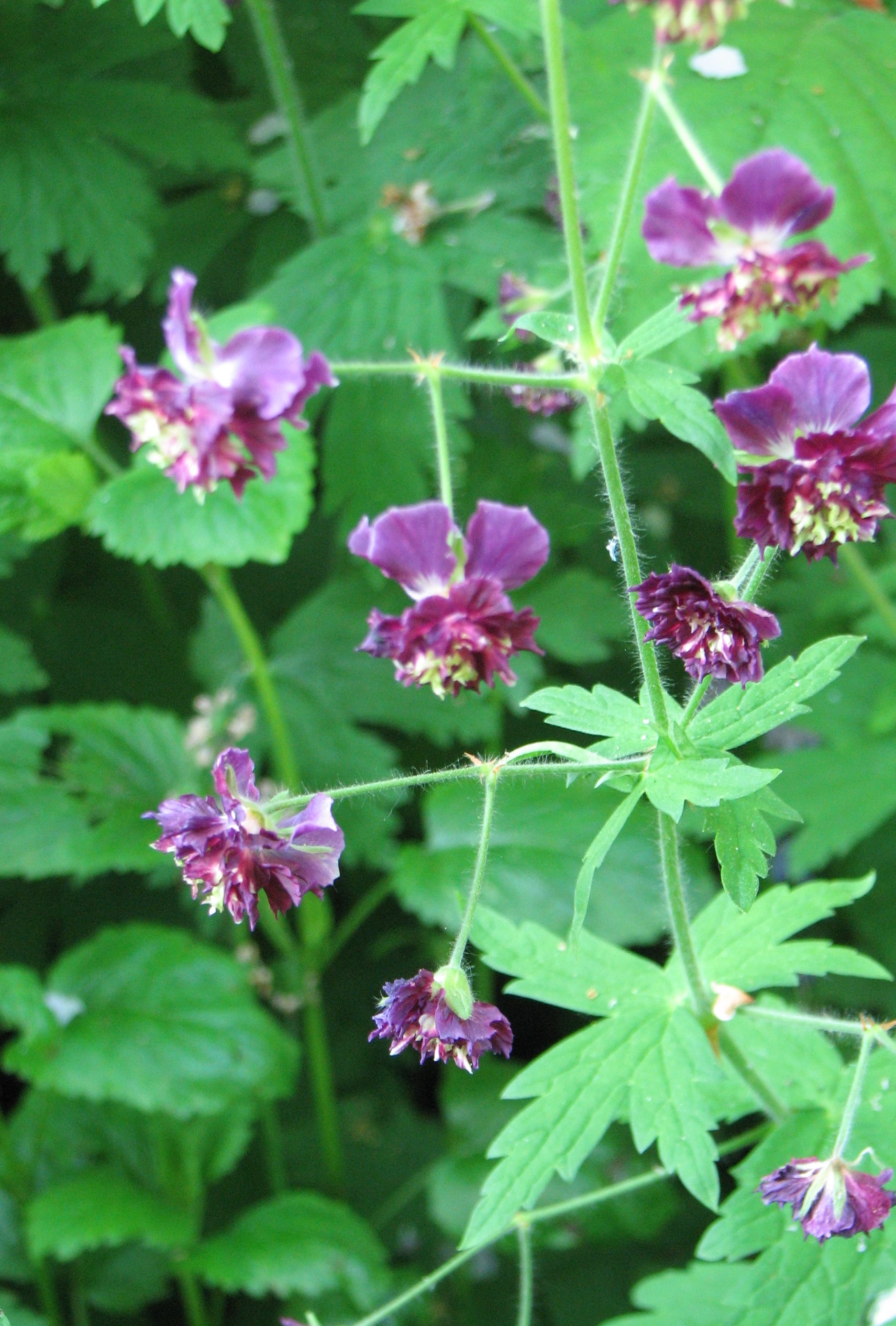 dusky cranesbill 'Joseph Green'