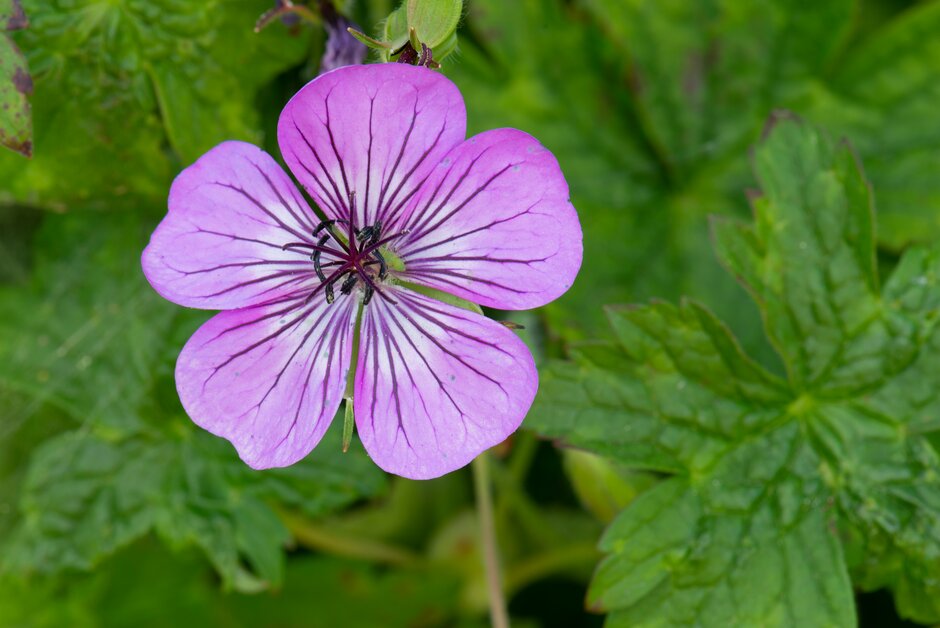 cranesbill 'Pink Penny'