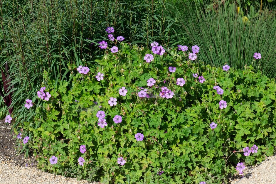 cranesbill 'Pink Penny'