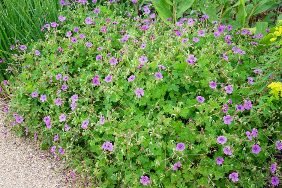 cranesbill 'Pink Penny'