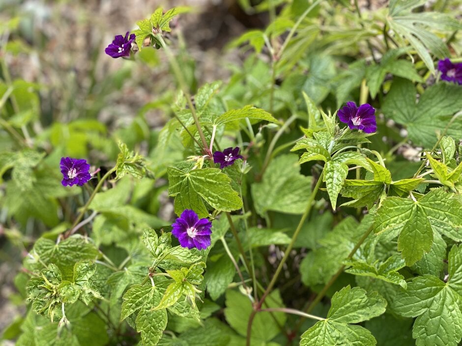<em>Geranium</em> <em>nodosum</em> 'Fielding's Folly'