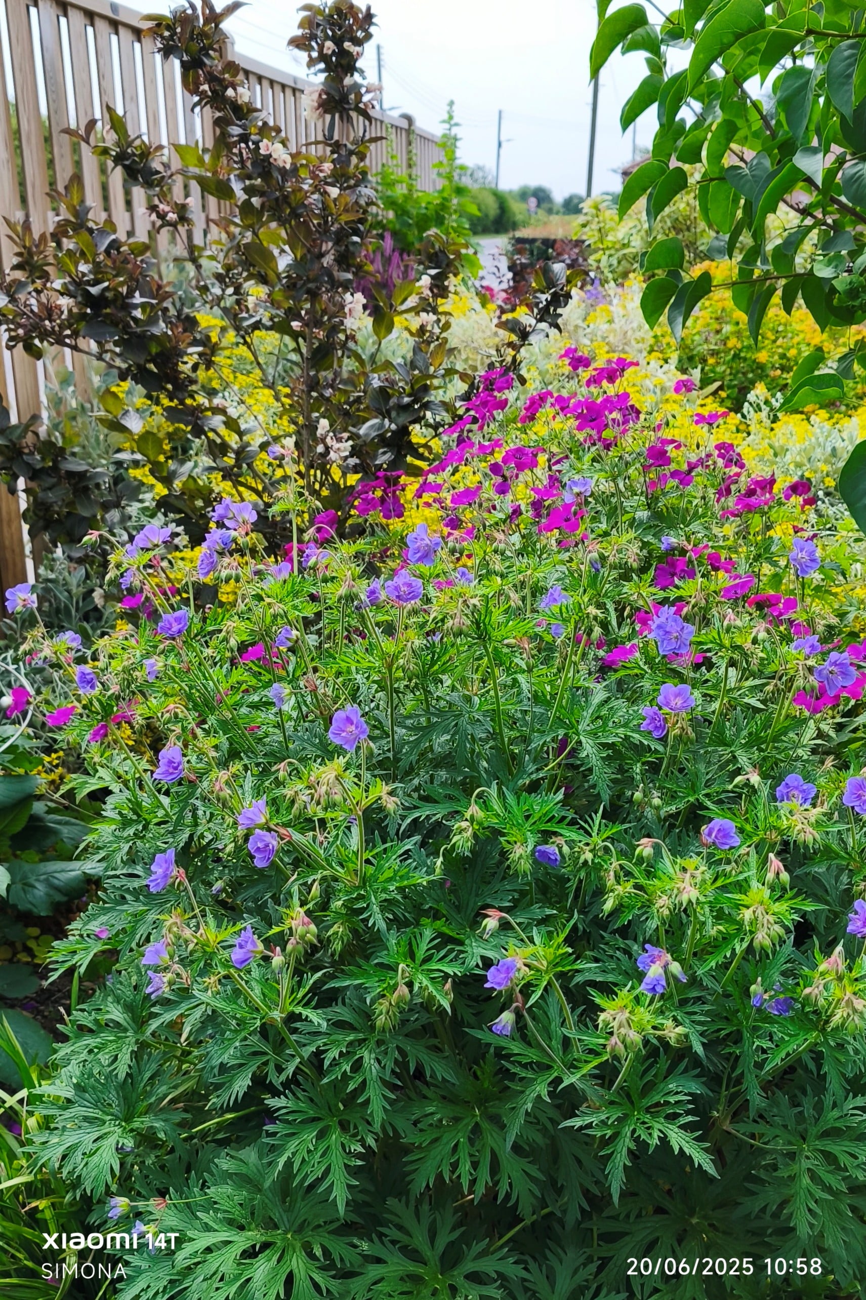 meadow cranesbill [Azure Skies]