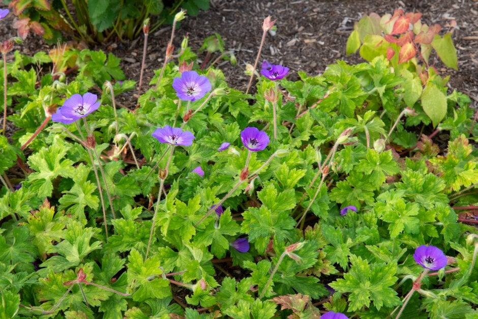 cranesbill [Havana Blues]