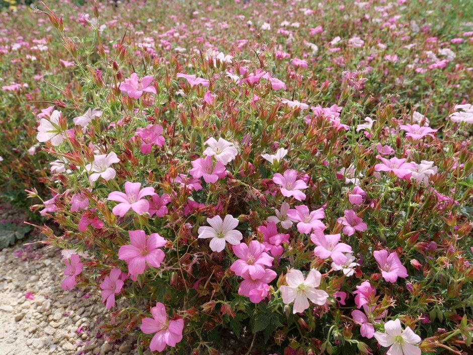cranesbill 'Rose Clair'