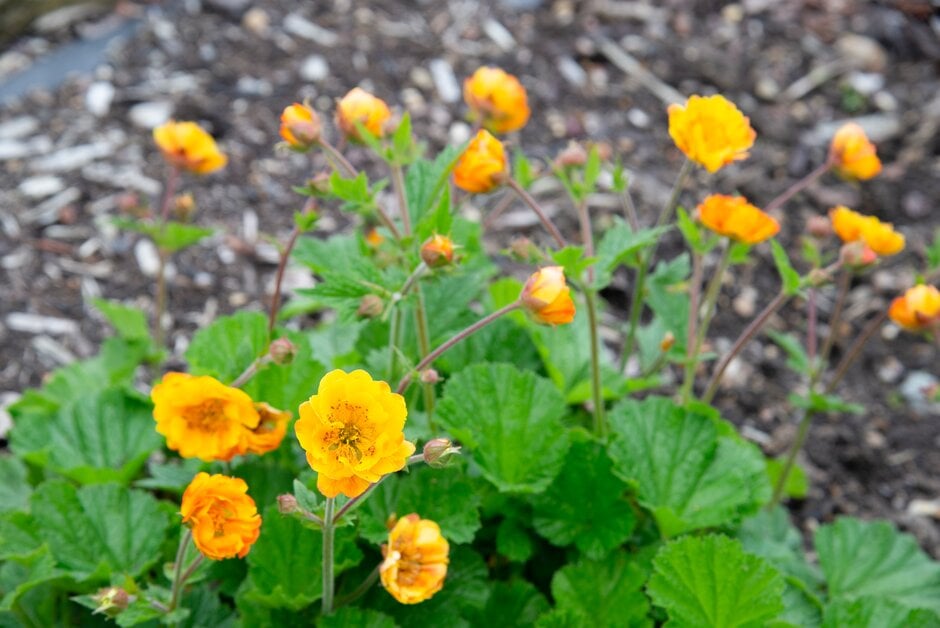 avens 'Abendsonne'