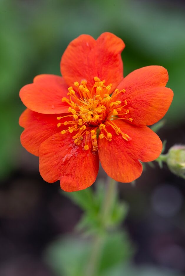 avens 'Borisii'