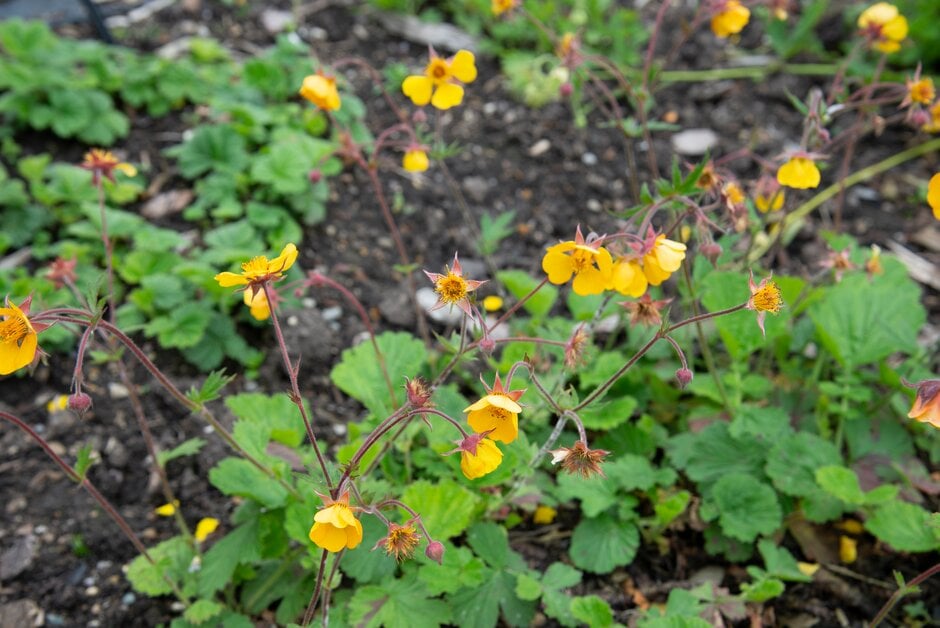 avens 'Carlotta'