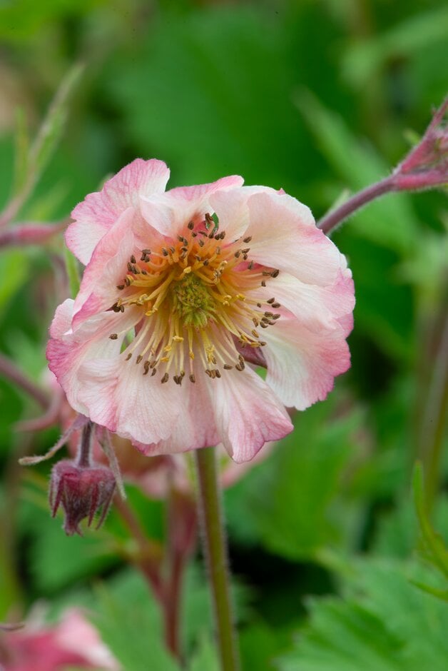 <em>Geum</em> 'East of Eden'