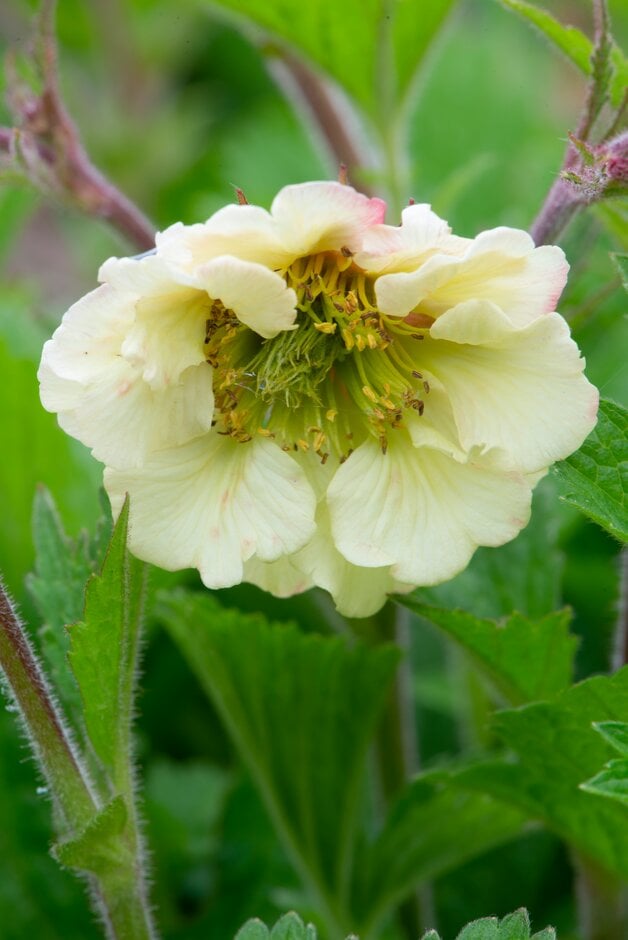 avens 'Eden Valley Angel'