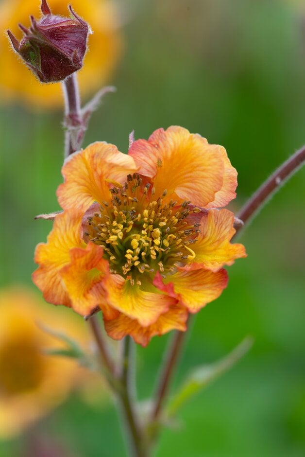 avens 'El Wano'