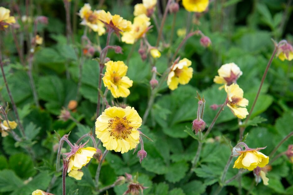avens 'Lisanne'