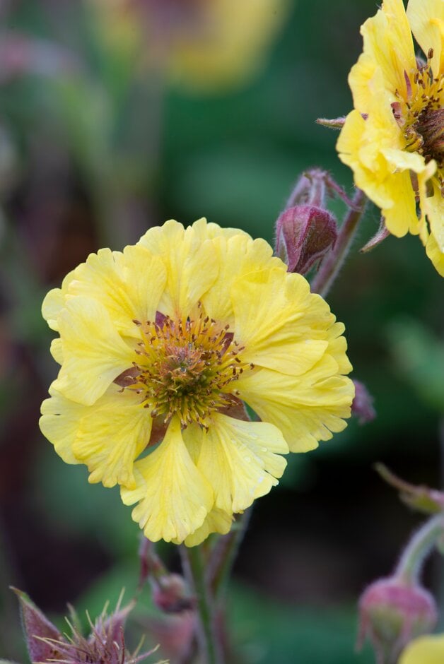 avens 'Lisanne'