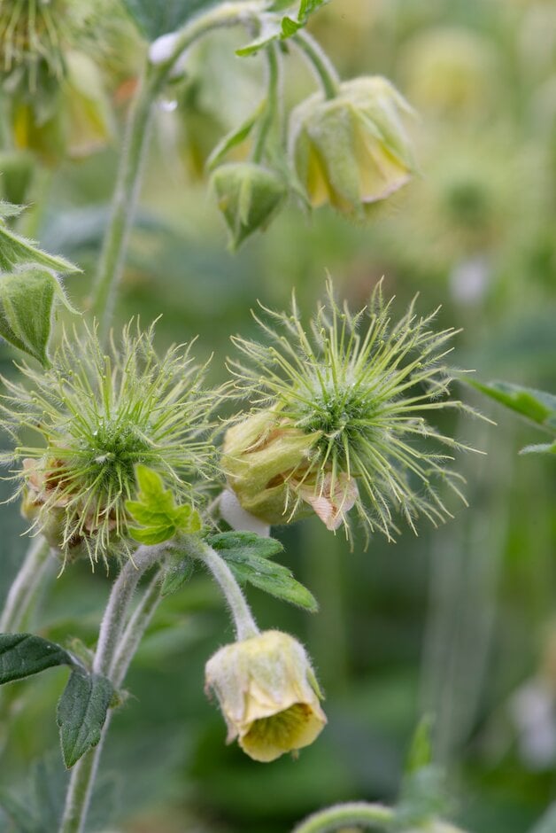 avens 'Bachelfe'