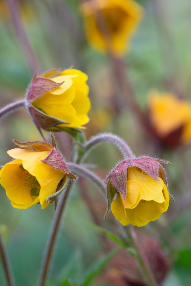 <i>Geum</i> 'Bremner's Gold'