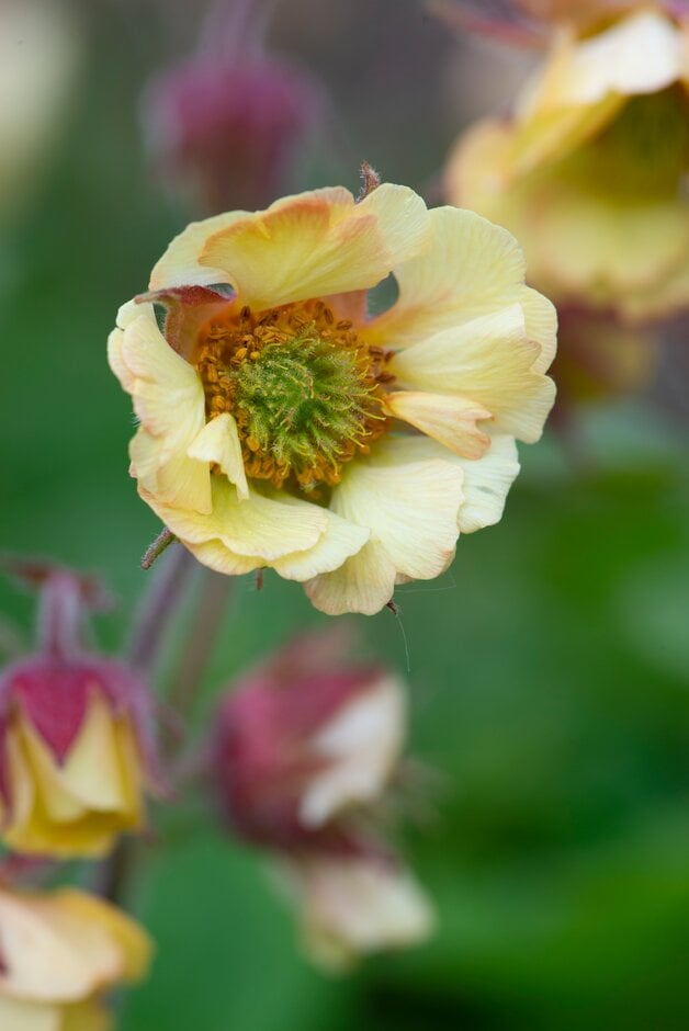 avens 'Deano's Delight'
