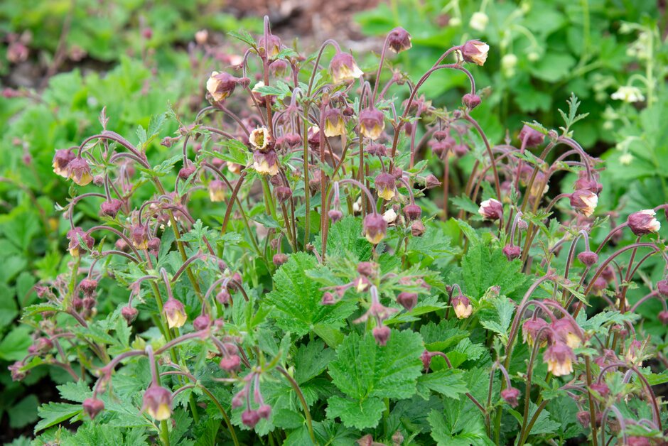 avens 'Moorland Sorbet'